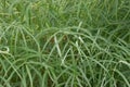 White Asian burnet Sanguisorba tenuifolia, feathered foliage Royalty Free Stock Photo